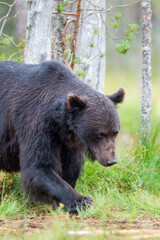 Fototapeta premium European Brown bear or Grizzly walks across the grasslands of Kuhmo Finland, Europe