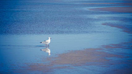 a lonely seagull walking  on the wet sand when the tide is out 