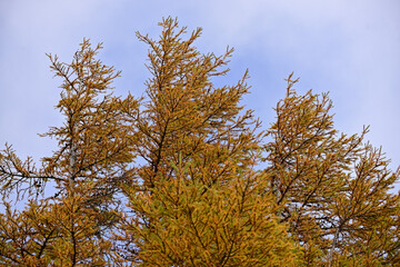 Fototapeta premium Could you get the temple and foliage in the background？