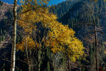 autumn trees in the mountains