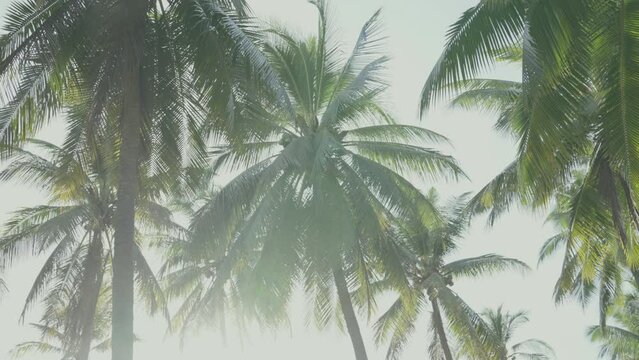 Coconut palm tree on tropical beach blue sky , Vintage nature background , Tropical summer breeze holiday