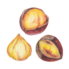 Watercolor roasted chestnuts. Transparent Background Gun Bam 군밤 Illustration Png. Transparent Clipart popular Korean street food ready-to-use for site article print. Traditional asian snack