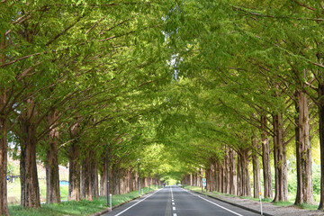 10月の滋賀県高島市のメタセコイア並木道のトンネル