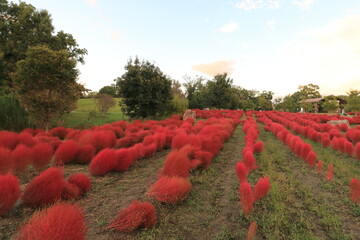真っ赤なコキア