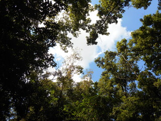 Obraz premium 林の中から空を見上げる