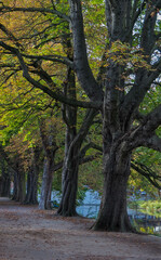Obraz premium Leaves start to turn in autumn on tree lined city park path next to a river.