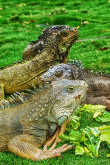 Iguanas at Seminario Park (Iguanas Park) - Guayaquil, Ecuador