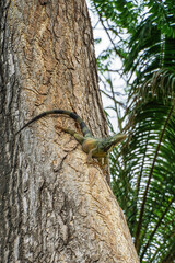 Iguanas at Seminario Park (Iguanas Park) - Guayaquil, Ecuador