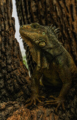 Iguanas at Seminario Park (Iguanas Park) - Guayaquil, Ecuador