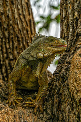 Iguanas at Seminario Park (Iguanas Park) - Guayaquil, Ecuador