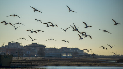 Vol de mouettes