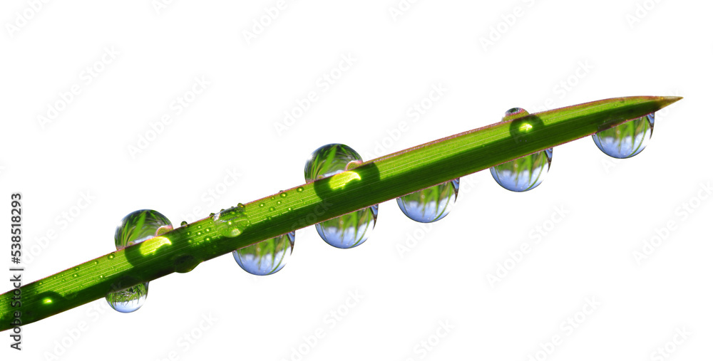 Sticker Dew drops on blade of green grass isolated, PNG.