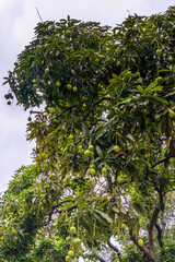 Fruit bearing mango tree.