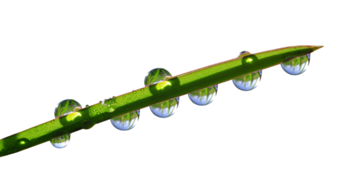 Dew drops on blade of green grass isolated, PNG.
