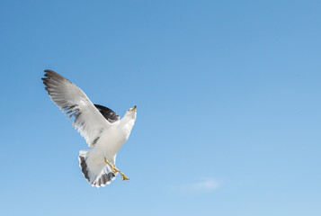 Flying seagull over blue sky.