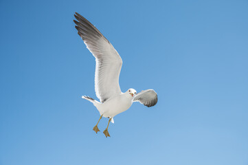 Flying seagull over blue sky.