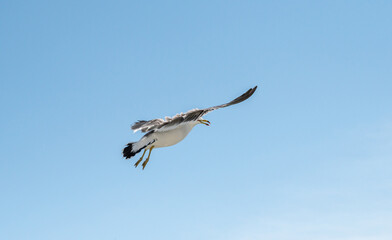 Flying seagull over blue sky.