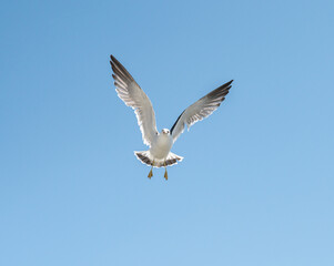 Flying seagull over blue sky.