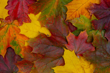 Naklejka na ściany i meble Autumn maple leaves background, colorful autumn background, maple leaves texture