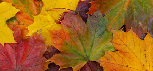 Naklejka na ściany i meble long background with autumn maple leaves, autumn template, autumn backdrop