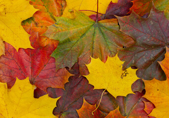 Fototapeta na wymiar Autumn maple leaves background, colorful autumn background, maple leaves texture