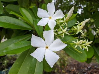 Cerbera odollam flower in the morning