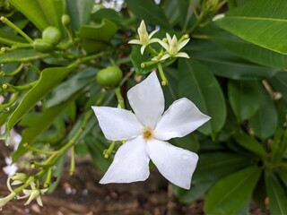 Cerbera odollam flower in the morning