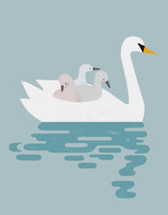 mother swan on the lake with her babies