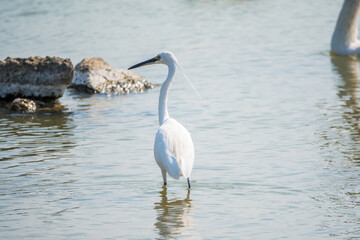 The small white heron or Little egret stands in the lake