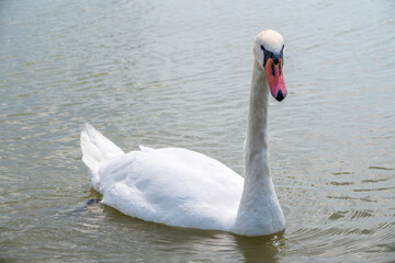 Graceful white Swan swimming in the lake, swans in the wild. Portrait of a white swan swimming on a lake.