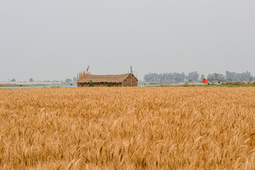 Hutt and wheat field in the country