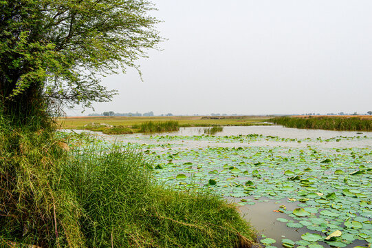 Lilly Near Indus River Punjab Pakistan