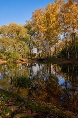 Fototapeta premium Pond surrounded by yellow trees in afternoon.