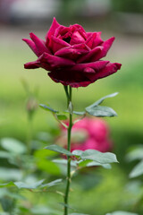 Fototapeta premium 薔薇