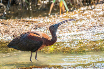 The glossy ibis, latin name Plegadis falcinellus, searching for food in the shallow lagoon.