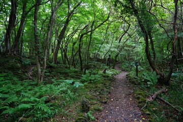 beautiful path in summer forest