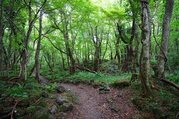 Fototapeta na wymiar fine path in summer forest