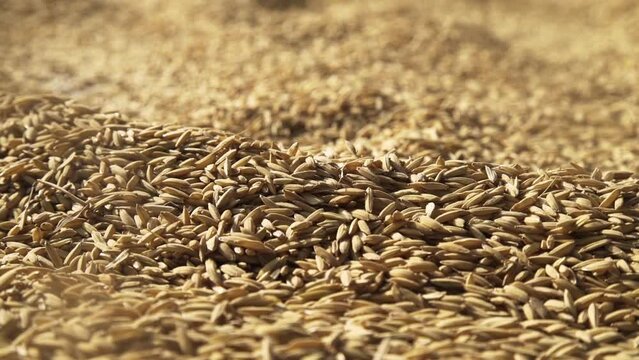 Selective Focus of rice seed when drying