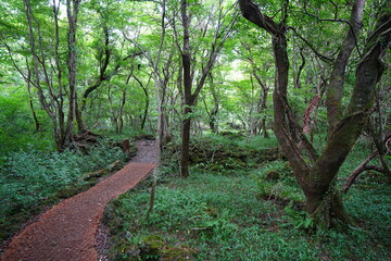 fine summer path and old trees
