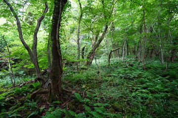 Fototapeta premium wild forest with old trees