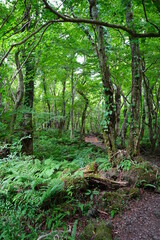 Fototapeta premium mossy rocks and old trees in primeval forest