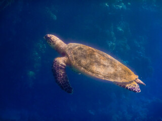 large view from a green sea turtle in the red sea