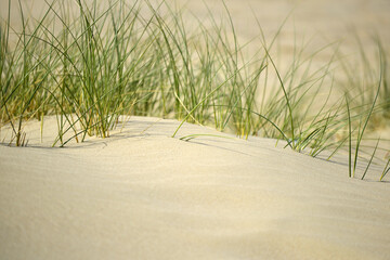 Herbes sur une dune