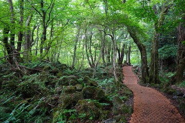 beautiful path in summer forest