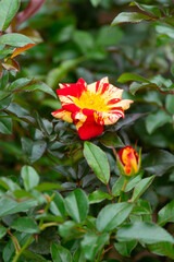 薔薇