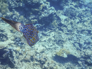 scrawled filefish swims at the coral reef