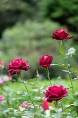 薔薇