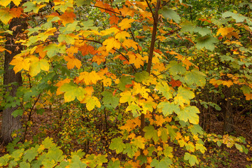 Autumn leaves on trees and ground in the forest on a sunny clear day. Autumn.