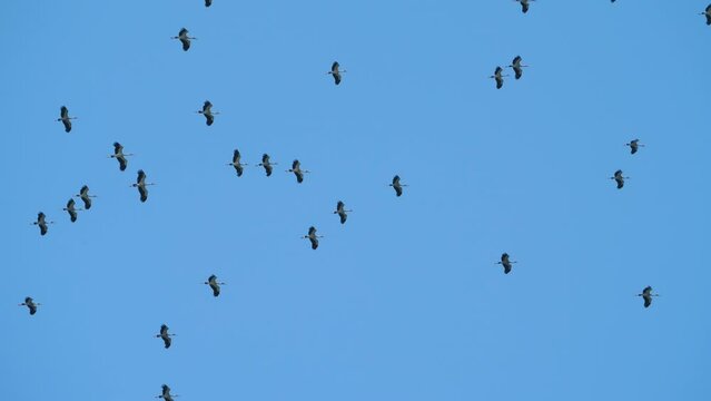 Heron birds flock flying in the sky. Silhouette of birds on blue sky background