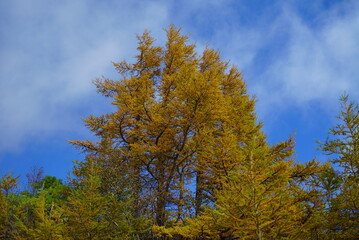 Fototapeta premium Could you get the temple and foliage in the background？